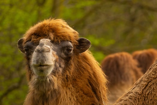 domestic camel very close. photo