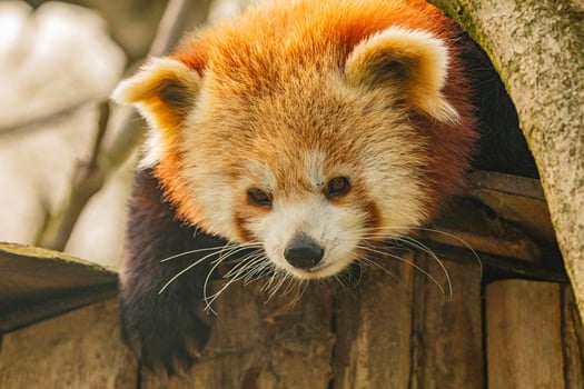 Young lesser panda Ailurus fulgens,Cute panda bear photo