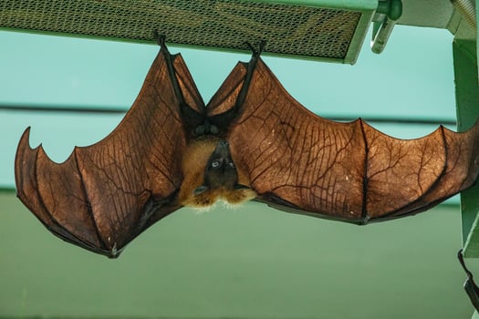 one fruit bat hanging on tree in forest photo