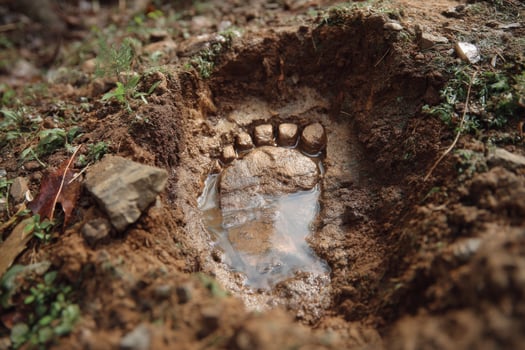 A bear footprint in the mud photo