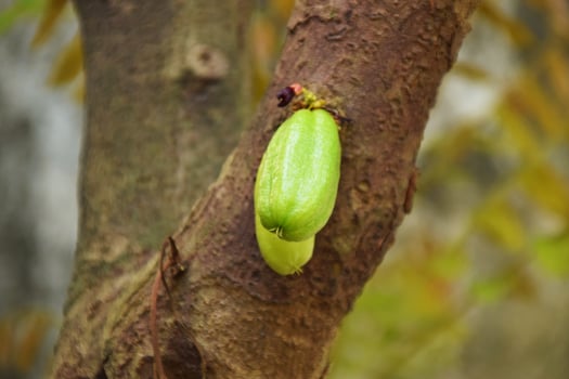 Unripe Starfruit Hanging on a Shaded Tree photo