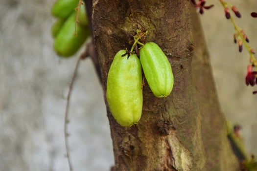Fresh Green Starfruit Growing Under Shady Leaves photo