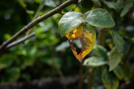 Rose leaves having yellow leaf problem with hole from bug bite. photo