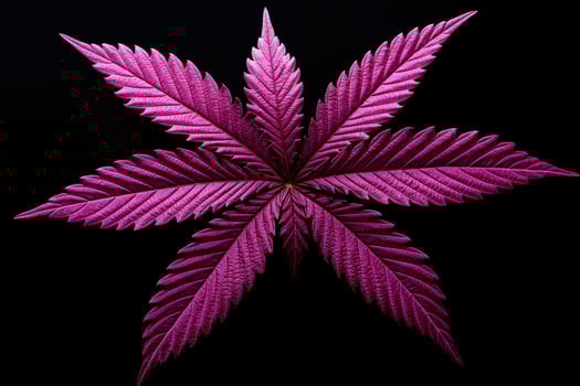 Vibrant purple cannabis leaf against a stark black background photo