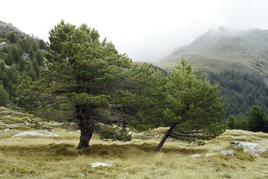 Pine trees in a misty mountain landscape with rocky terrain. photo