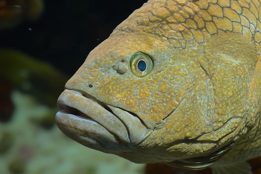 A Close Look at the Golden Scales of a Deep Sea Fish. photo
