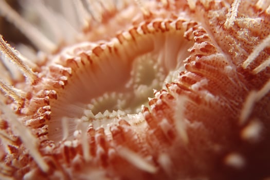 Extreme Close Up Of A Sea Urchin Oral Tube Revealing Intricate Textures. photo