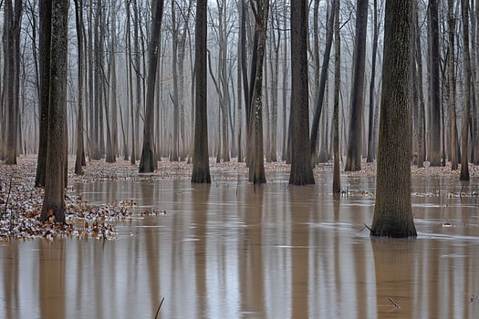 Moody Foggy Forest With Trees Growing in Water and Fallen Leaves. photo