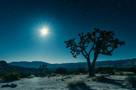 Radiant Moon Over Desert Landscape with Joshua Tree Silhouette. photo