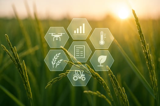 closeup of young rice with digital hexagon icons floating above symbolizing smart farming precision technology data analysis and sustainability in a natural golden light setting photo