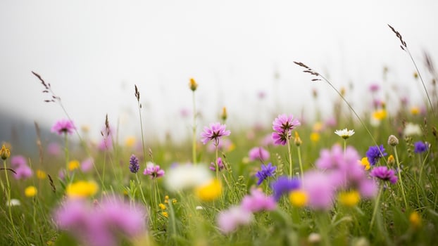 Wild flowers in the meadow photo