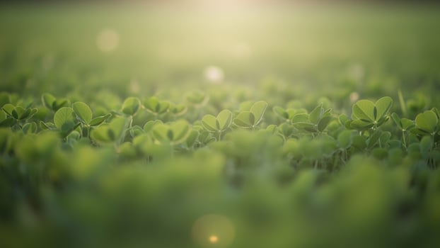 A field of green grass with sunlight shining through photo