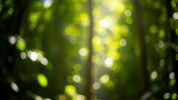 A photo of a bamboo forest with sunlight shining through