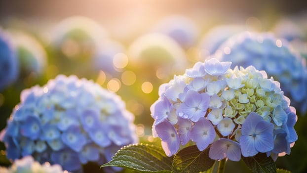 Hydrangea flowers in the field at sunset photo