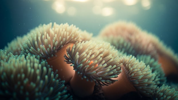 Anemonia, a type of sea anemone, with sunlight shining through photo