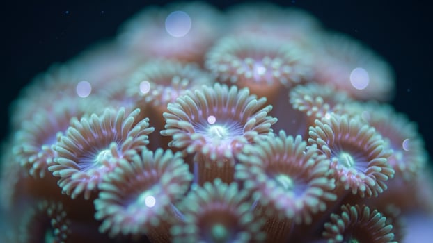 Anemone, coral, sea life, underwater, underwater, underwater, underwater, underwater, photo
