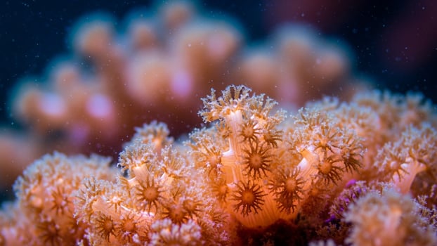 An orange coral with many small white flowers photo