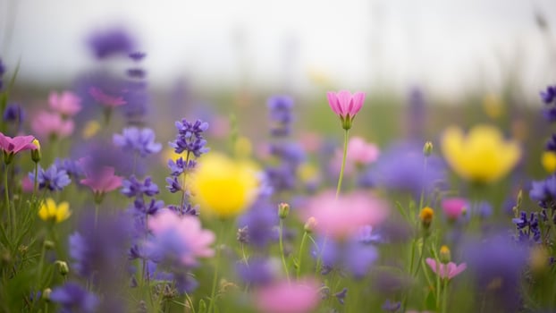 Wild flowers in a field . photo