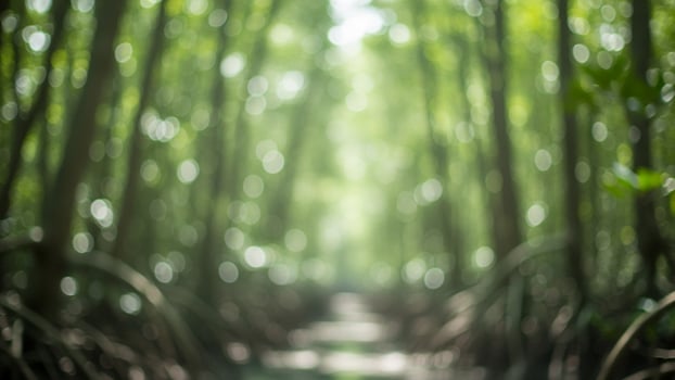 A path through a forest with trees and water photo