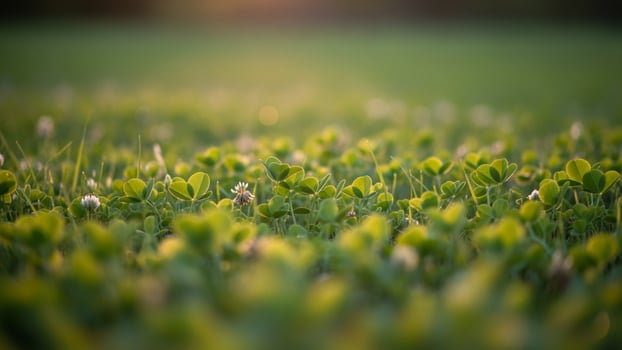 A field of green grass with the sun shining through photo