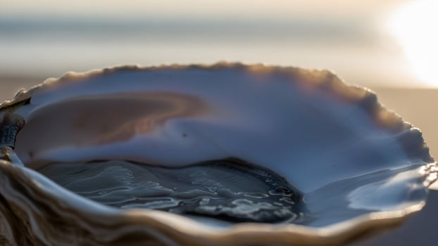 An oyster shell on the beach with the sun in the background photo