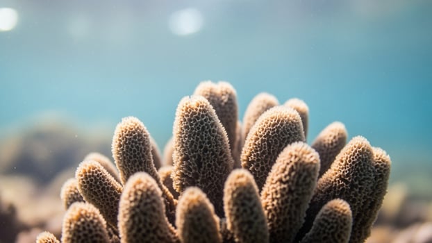 A close up of a coral reef with some sponges photo