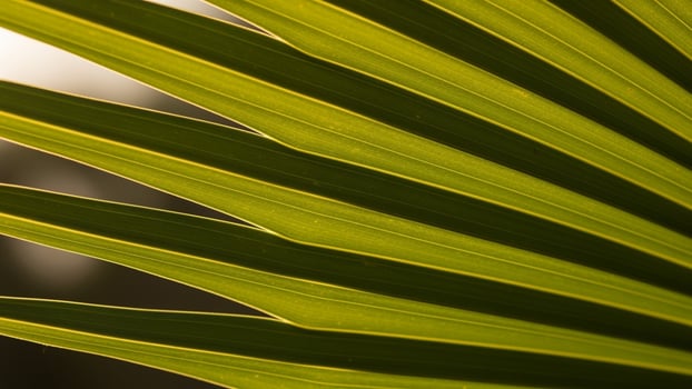 A close up of a palm leaf with the sun shinig through photo