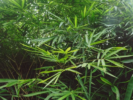 Lush bamboo foliage in vibrant green for eco-friendly design photo