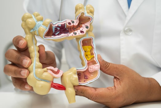 Intestine, appendix and digestive system, doctor anatomy photo