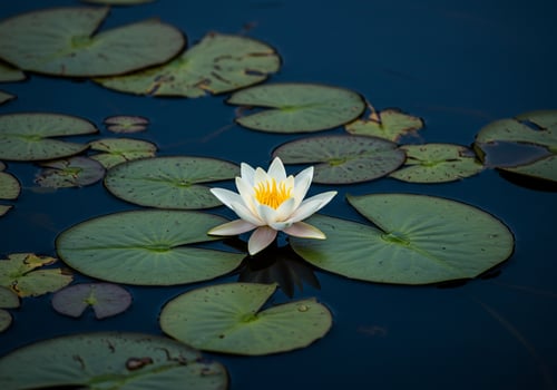 A white water lily floating in a pond with green leaves photo