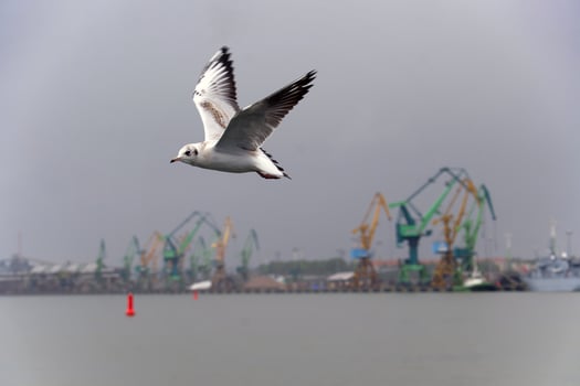 Seagull in Flight Over Waterfront With Industrial Harbor Cranes in View photo