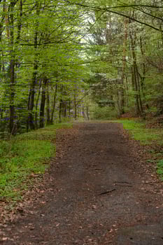 Quiet forest path in spring with fresh green leaves - vertical view of peaceful woodland trail photo