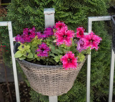 Petunias grow in pots in an outdoor cafe. photo