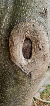 Textured Bark with Hollow Knot in Tree photo