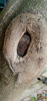 CloseUp of Natural Tree Trunk Knot Hole photo