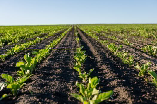 Rows of vibrant green plants stretch across the flat land, basking in the sunlight on a clear morning in rural farmland photo