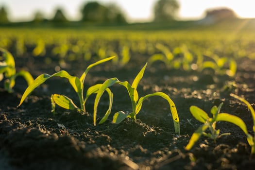 Green corn shoots rise from rich soil under the warm afternoon sun in a vibrant agricultural setting photo