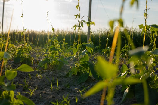 Vibrant green plants grow towards the sky in a field, basking in the warm glow of the evening sun on a summer day photo