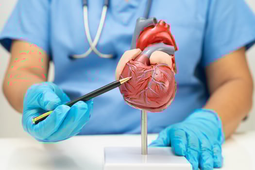 Cardiovascular disease CVD, doctor with heart human model anatomy for treatment photo