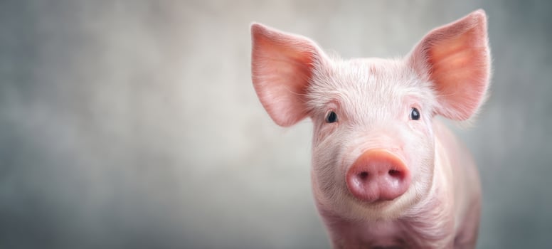 The adorable pig with expressive eyes in a charming portrait setting. photo