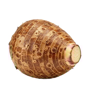 Taro root single isolated white background agriculture harvest food ingredient culinary use photo