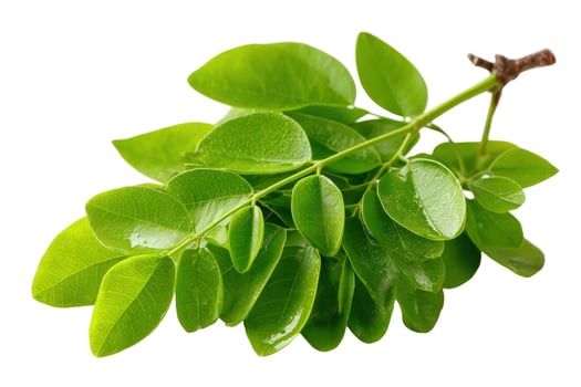 Lush green leaves on branch studio shot isolated on white background photo