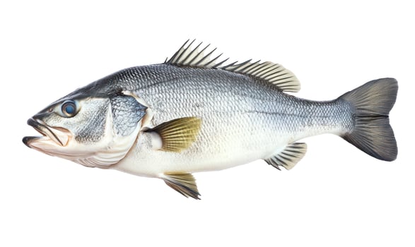 Isolated fish on white background aquatic animal profile view photo
