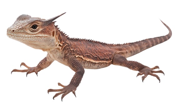 Horned forest lizard isolated on white background reptile wildlife photo