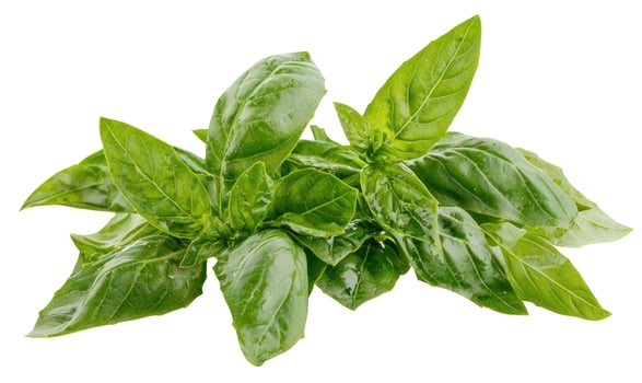 Fresh green basil leaf herb ingredient for healthy cooking photo
