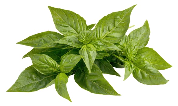 Fresh green basil herb leaves isolated on white background photo
