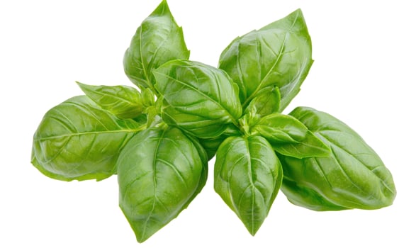 Fresh basil leaves aromatic culinary herb on white background photo