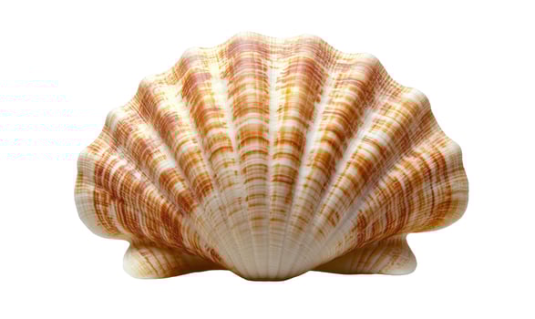 Elegant seashell with orange and cream pattern on white background photo