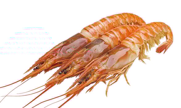 Cooked shrimp isolated on white background delicious seafood photo