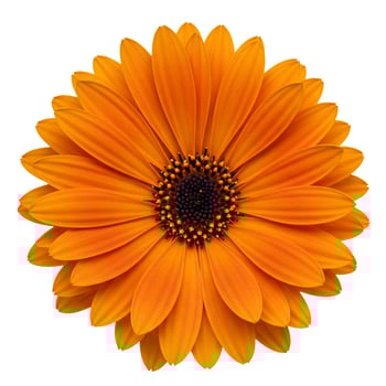 Vibrant orange daisy flower blossom macro isolated on white background photo